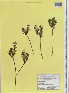 Salix myrtilloides L., Siberia, Central Siberia (S3) (Russia)