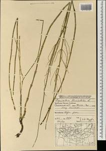 Equisetum fluviatile L., Mongolia (MONG) (Mongolia)