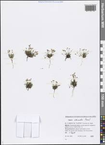 Sagina nivalis (Lindblad) Fr., Siberia, Western Siberia (S1) (Russia)