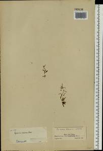 Epilobium davuricum Fisch. ex Hornem., Eastern Europe, Northern region (E1) (Russia)
