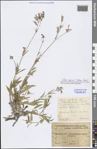 Silene vulgaris (Moench) Garcke, Eastern Europe, Moscow region (E4a) (Russia)