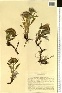 Saussurea subacaulis (Ledeb.) Serg., Siberia, Altai & Sayany Mountains (S2) (Russia)