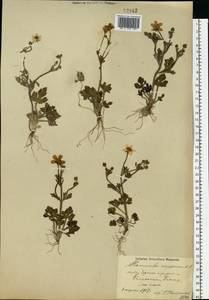 Ranunculus oxyspermus Willd., Caucasus, Azerbaijan (K6) (Azerbaijan)
