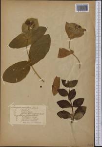Lonicera dioica L., America (AMER) (Not classified)
