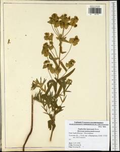 Euphorbia leptocaula Boiss., Eastern Europe, Central region (E4) (Russia)