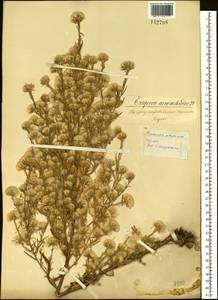 Symphyotrichum ciliatum (Ledeb.) G. L. Nesom, Siberia, Baikal & Transbaikal region (S4) (Russia)