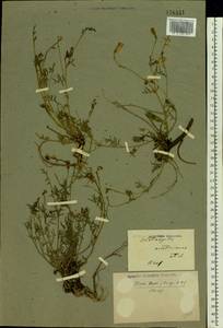 Astragalus austriacus Jacq., Eastern Europe, Eastern region (E10) (Russia)
