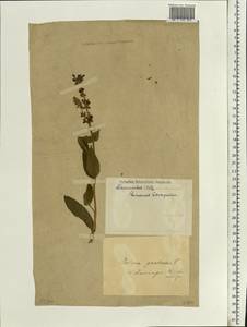 Salvia pratensis L., Eastern Europe, South Ukrainian region (E12) (Ukraine)