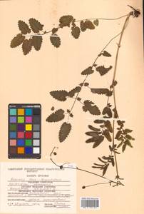 Sanguisorba officinalis L., Siberia, Russian Far East (S6) (Russia)