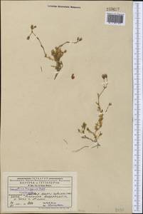 Dichodon cerastoides (L.) Rchb., Middle Asia, Western Tian Shan & Karatau (M3) (Kyrgyzstan)