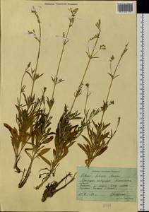 Silene foliosa Maxim., Siberia, Russian Far East (S6) (Russia)