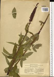 Veronicastrum sibiricum (L.) Pennell, Siberia, Baikal & Transbaikal region (S4) (Russia)