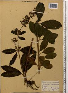 Lysimachia verticillaris Spreng., Caucasus, Armenia (K5) (Armenia)