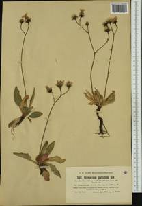 Hieracium schmidtii subsp. brunelliforme (Arv.-Touv.) O. Bolòs & Vigo, Western Europe (EUR) (France)