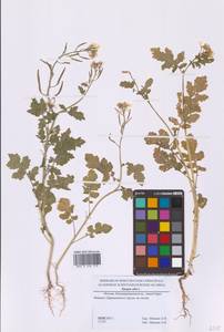 Sinapis alba L., Eastern Europe, Moscow region (E4a) (Russia)