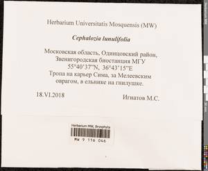 Fuscocephaloziopsis lunulifolia (Dumort.) Váňa & L. Söderstr., Bryophytes, Bryophytes - Moscow City & Moscow Oblast (B6a) (Russia)