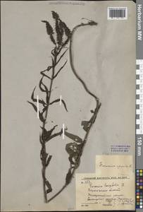 Veronica longifolia L., Eastern Europe, Central forest-and-steppe region (E6) (Russia)