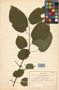 Actinidia kolomikta (Maxim. & Rupr.) Maxim., Siberia, Russian Far East (S6) (Russia)