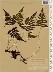 Phegopteris connectilis (Michx.) Watt, Caucasus, Abkhazia (K4a) (Abkhazia)