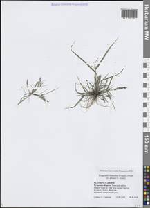 Eragrostis albensis H.Scholz, Eastern Europe, Central region (E4) (Russia)