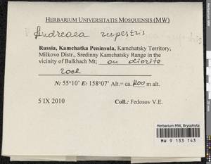 Andreaea rupestris Hedw., Bryophytes, Bryophytes - Chukotka & Kamchatka (B21) (Russia)