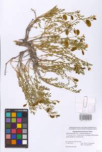 Zygophyllum pinnatum Cham. & Schltdl., Eastern Europe, Eastern region (E10) (Russia)