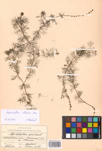 Myriophyllum sibiricum Komarov, Eastern Europe, Moscow region (E4a) (Russia)