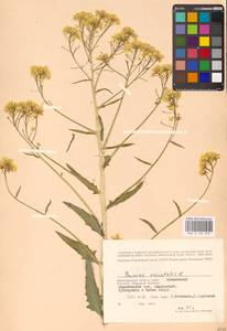 Bunias orientalis L., Eastern Europe, Lower Volga region (E9) (Russia)