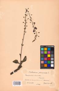 MHA 0 159 053, Verbascum phoeniceum L., Eastern Europe, Belarus (E3a) (Belarus)