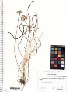 Allium angulosum L., Eastern Europe, Middle Volga region (E8) (Russia)