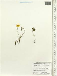 Ranunculus propinquus subsp. subborealis (Tzvelev) Kuvaev, Siberia, Central Siberia (S3) (Russia)