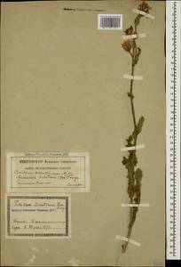 Reichardia dichotoma (DC.) Freyn, Caucasus, Georgia (K4) (Georgia)