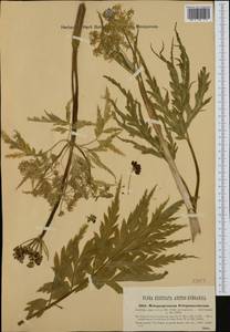 Molopospermum peloponnesiacum, Western Europe (EUR) (Italy)