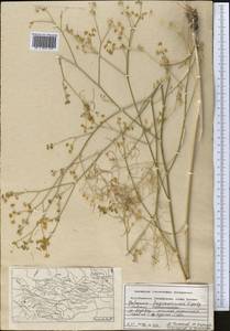 Galagania fragrantissima Lipsky, Middle Asia, Pamir & Pamiro-Alai (M2) (Tajikistan)