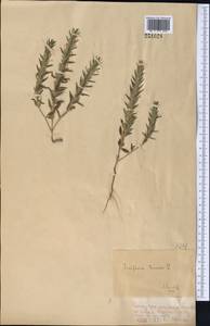 Ziziphora tenuior L., Middle Asia, Dzungarian Alatau & Tarbagatai (M5) (Kazakhstan)