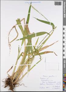 Zizania aquatica L., Eastern Europe, Central region (E4) (Russia)