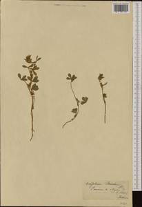 Trifolium striatum L., Western Europe (EUR) (Switzerland)