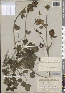 Trifolium pratense L., Siberia, Central Siberia (S3) (Russia)