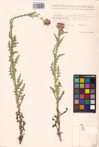 Carduus acanthoides L., Eastern Europe, South Ukrainian region (E12) (Ukraine)