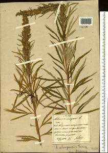 Artemisia selengensis Turcz. ex Besser, South Asia, South Asia (Asia outside ex-Soviet states and Mongolia) (ASIA) (China)