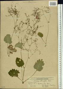 Micranthes oblongifolia (Nakai) Gornall & H.Ohba, Siberia, Russian Far East (S6) (Russia)