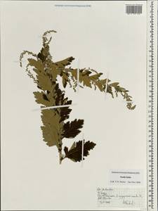 Artemisia, South Asia, South Asia (Asia outside ex-Soviet states and Mongolia) (ASIA) (India)