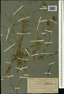 Thalictrum isopyroides C. A. Mey., Caucasus, Azerbaijan (K6) (Azerbaijan)