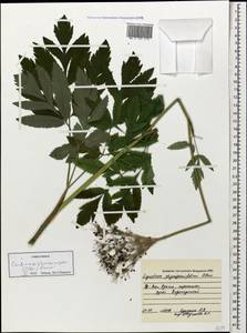 Selinum physospermifolium (Albov) Hand, Caucasus, Krasnodar Krai & Adygea (K1a) (Russia)