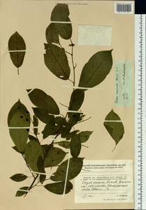 Prunus padus L., Siberia, Russian Far East (S6) (Russia)