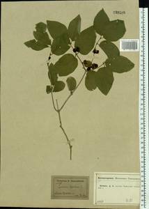 Lonicera xylosteum L., Eastern Europe, Central forest-and-steppe region (E6) (Russia)