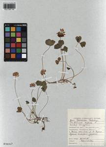 KUZ 000 745, Trifolium repens L., Siberia, Altai & Sayany Mountains (S2) (Russia)