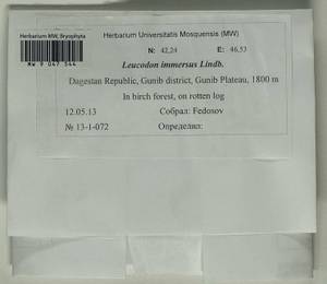 Leucodon immersus Lindb., Bryophytes, Bryophytes - North Caucasus & Ciscaucasia (B12) (Russia)