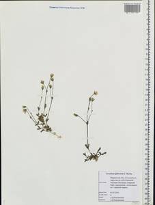 Cerastium alpinum L., Eastern Europe, Northern region (E1) (Russia)