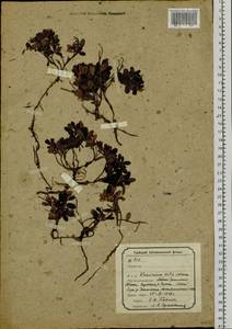 Vaccinium vitis-idaea L., Siberia, Baikal & Transbaikal region (S4) (Russia)